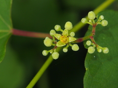 Ampelopsis glandulosa heterophylla
