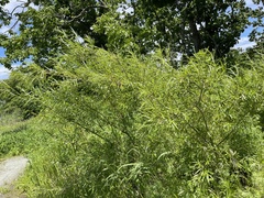Salix schwerinii