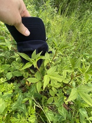 Potentilla cryptotaeniae