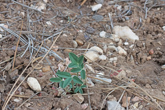 Trifolium gymnocarpon