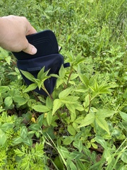 Potentilla cryptotaeniae
