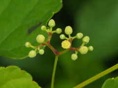 Ampelopsis glandulosa heterophylla