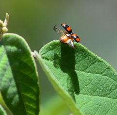 Brachiacantha decora