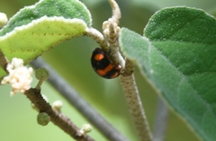 Brachiacantha decora
