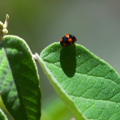 Brachiacantha decora