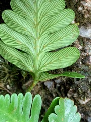 Davallia repens
