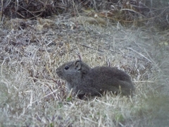 Galea leucoblephara