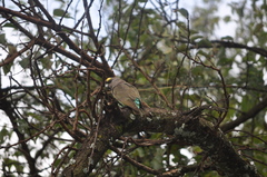 Poicephalus meyeri transvaalensis