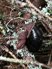 Monadenia infumata