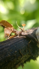 Sclerotinia veratri