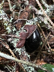 Monadenia infumata