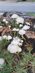 Leucoagaricus