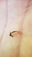 Sclerotinia veratri