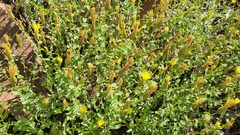 Klasea cerinthifolia