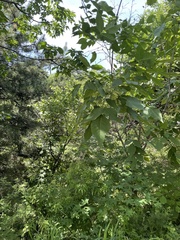 Fraxinus chinensis