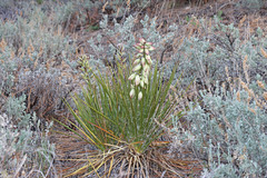 Yucca baileyi