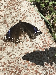 Euploea eunice