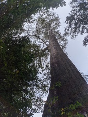Eucalyptus tasmaniensis