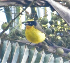 Myioborus flavivertex