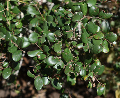 Diospyros humilis