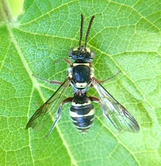 Nomada vegana