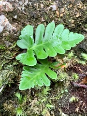 Davallia repens