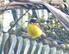 Myioborus flavivertex