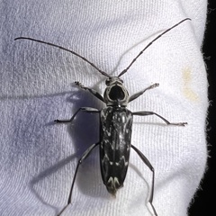 Sarosesthes fulminans