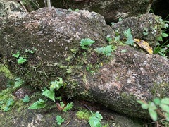 Davallia repens
