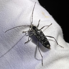 Sarosesthes fulminans