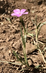 Phlox stansburyi
