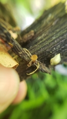 Sclerotinia veratri