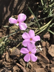 Phlox stansburyi