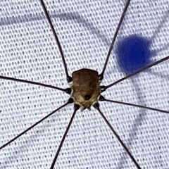Leiobunum aldrichi