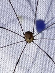 Leiobunum aldrichi