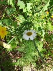 Tripleurospermum inodorum