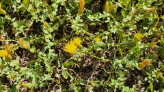 Klasea cerinthifolia