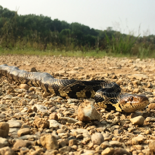 Photo of a Eastern Fox Snake (Pantherophis vulpinus)