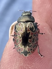 Calligrapha multipustulata