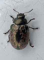 Calligrapha multipustulata