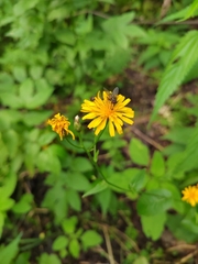 Crepis lyrata