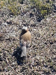 Leucosticte tephrocotis tephrocotis