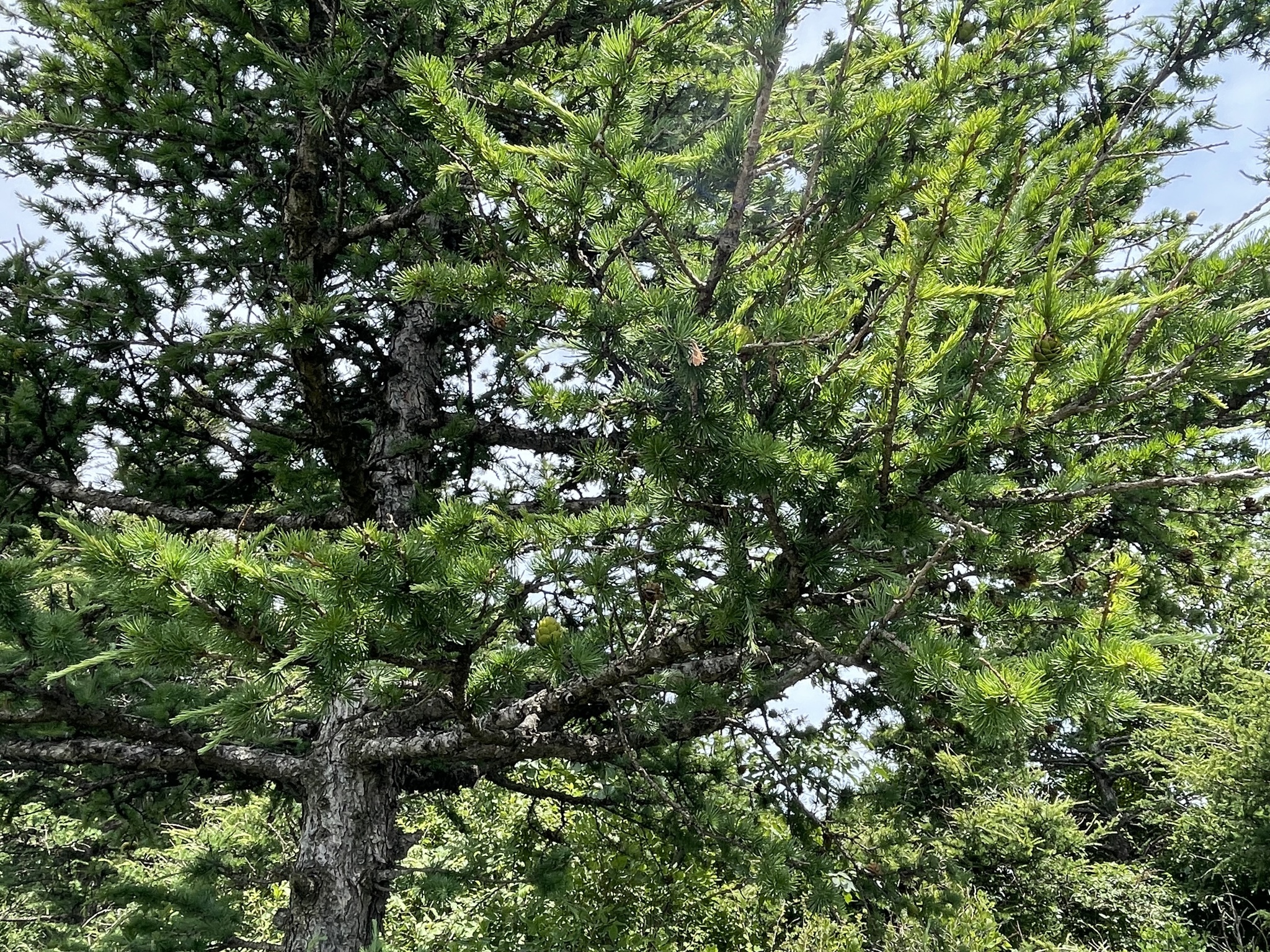 Larix gmelinii var. principisrupprechtii (Mayr) Pilg.
