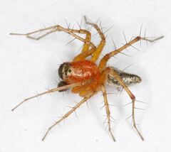 Oxyopes pallidecoloratus