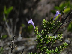 Clinopodium chilense