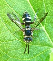 Nomada vegana