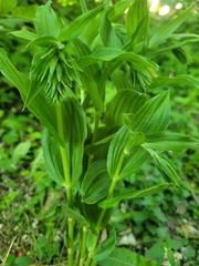 Epipactis helleborine