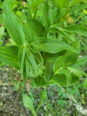 Epipactis helleborine