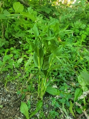 Epipactis helleborine