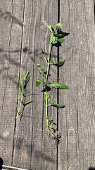 Scutellaria integrifolia